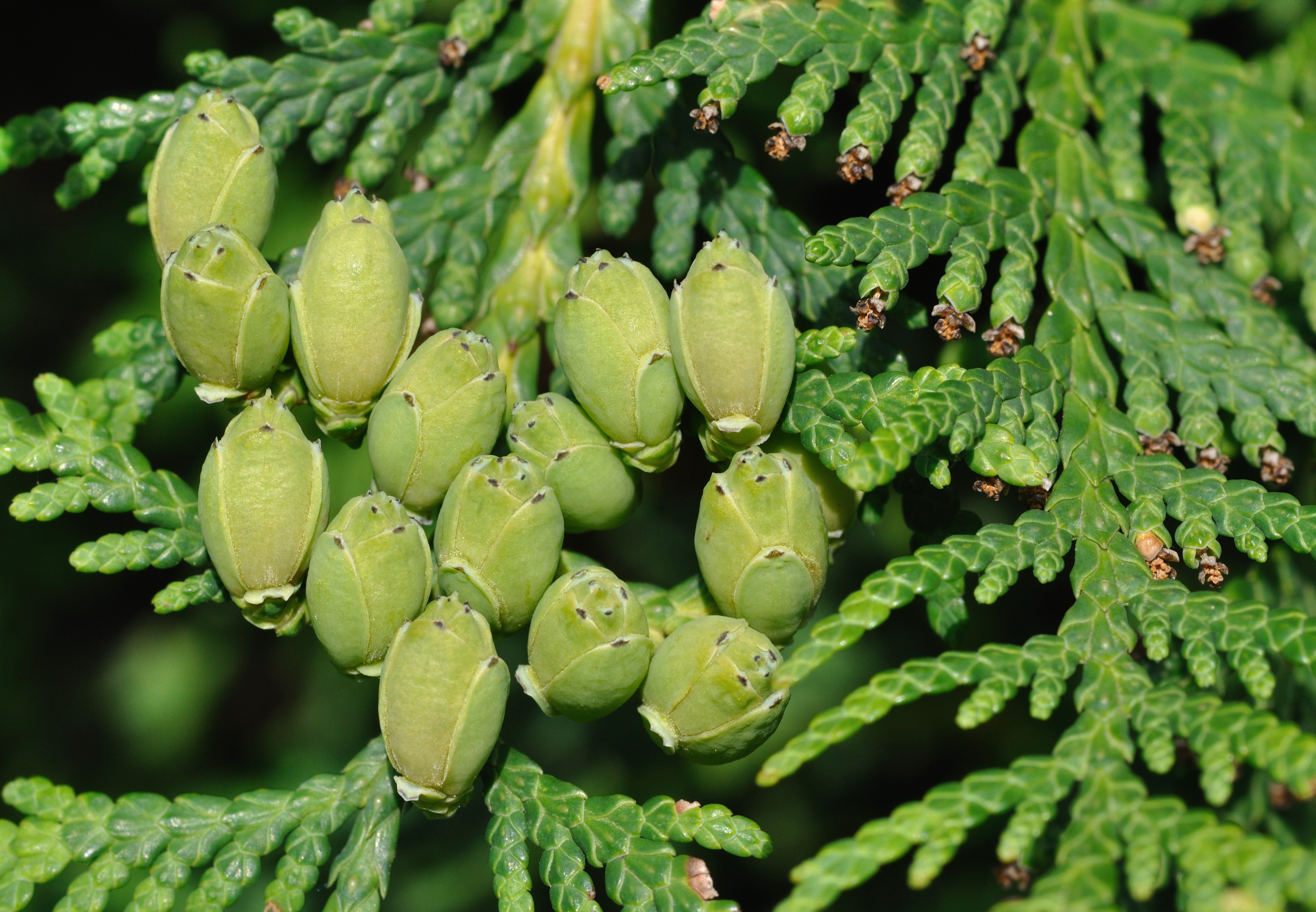 Thuja Occidentalis - Homeopathy Remedies